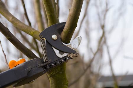 Pruning Perfection: Expert Techniques for Fruit Tree Care