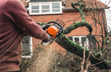 Rooting Out Problems: A Comprehensive Guide to Professional Tree Removal and Lot Clearing