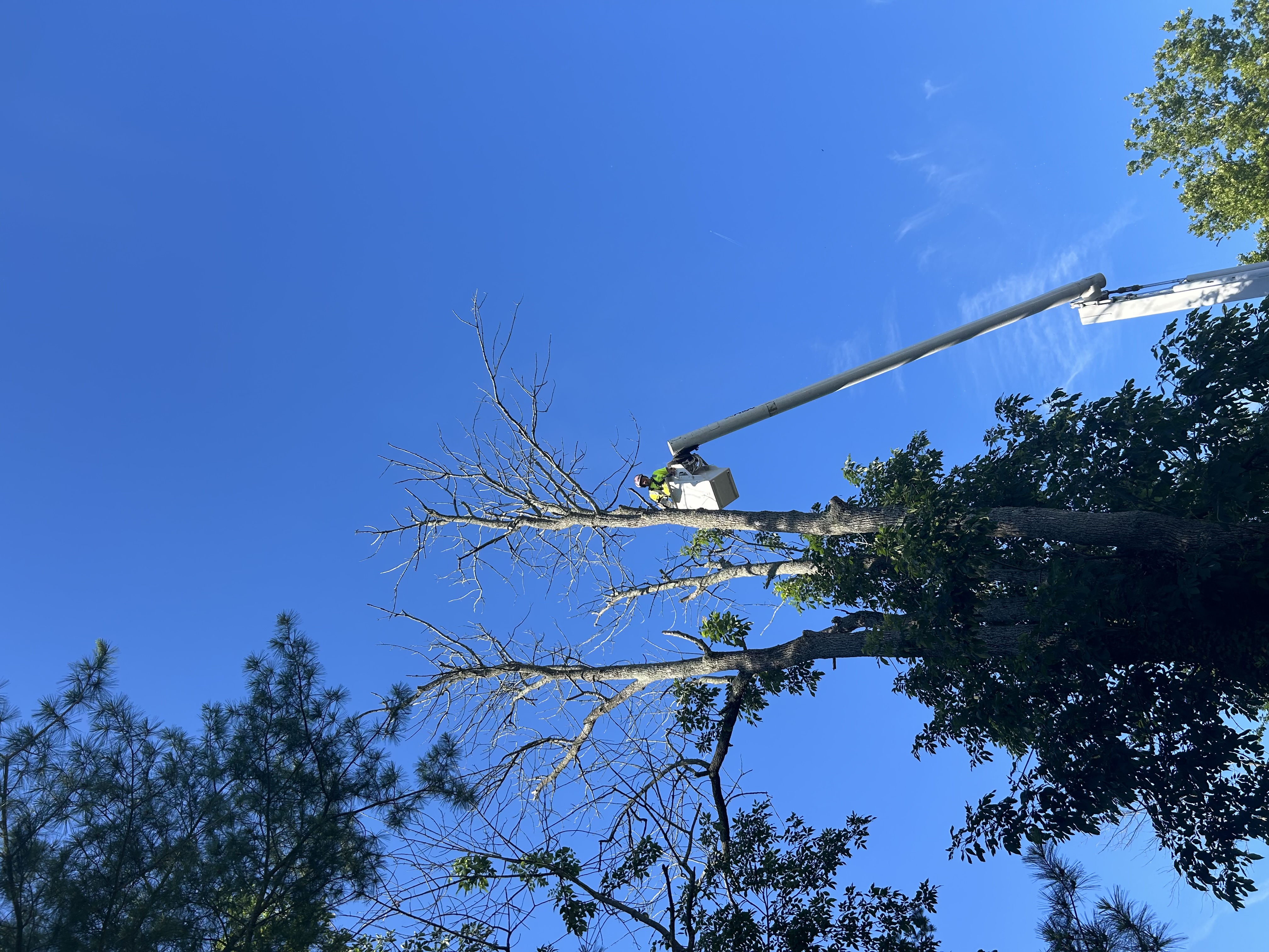Dead Ash Tree removals and pruning in Easton, MD
