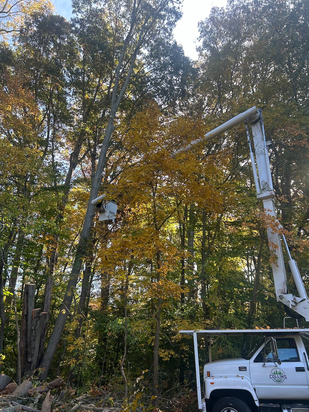 Dying, Decayed Chestnut Oak Tree Removal in Easton, MD