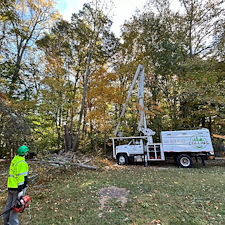 Dying-Decayed-Chestnut-Oak-Tree-Removal-in-Easton-MD 10