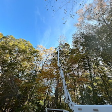 Dying-Decayed-Chestnut-Oak-Tree-Removal-in-Easton-MD 15