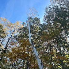 Dying-Decayed-Chestnut-Oak-Tree-Removal-in-Easton-MD 13