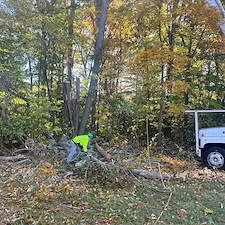 Dying-Decayed-Chestnut-Oak-Tree-Removal-in-Easton-MD 14