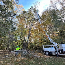 Dying-Decayed-Chestnut-Oak-Tree-Removal-in-Easton-MD 0