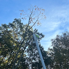 Dying-Decayed-Chestnut-Oak-Tree-Removal-in-Easton-MD 2