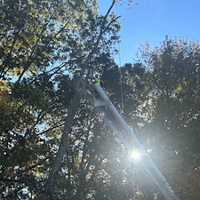 Dying-Decayed-Chestnut-Oak-Tree-Removal-in-Easton-MD 5