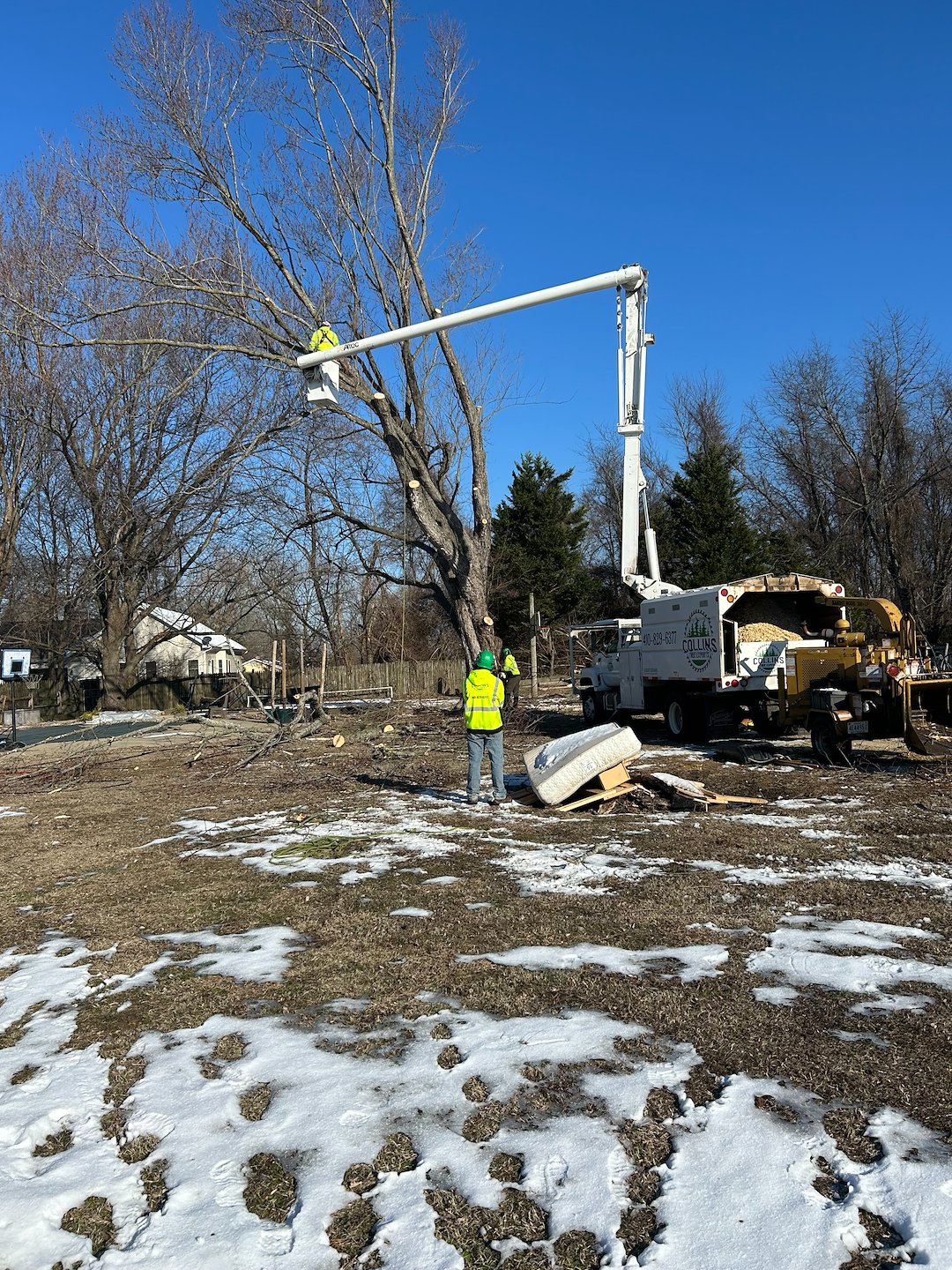 Large Maple Tree Removal in Ridgely, MD