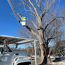 Large-Maple-Tree-Removal-in-Ridgely-MD 2