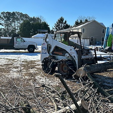 Large-Maple-Tree-Removal-in-Ridgely-MD 1