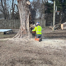 Large-Maple-Tree-Removal-in-Ridgely-MD 3