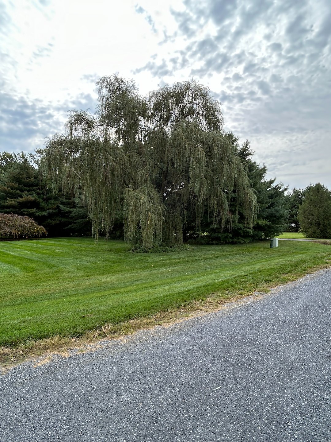 Plant Health Care for Weeping Willow, Diseased Oak, and Crape Myrtle Pruning in Queen Anne, MD