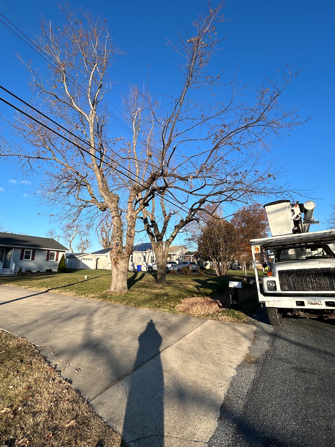 Removing Two Silver Maple Trees Beside Power Lines in Chester, MD