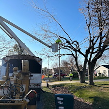 Removing-Two-Silver-Maple-Trees-Beside-Power-Lines-in-Chester-MD 15