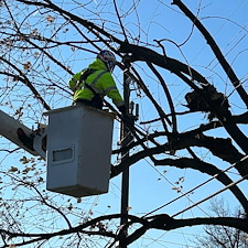 Removing-Two-Silver-Maple-Trees-Beside-Power-Lines-in-Chester-MD 16