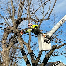 Removing-Two-Silver-Maple-Trees-Beside-Power-Lines-in-Chester-MD 13