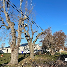 Removing-Two-Silver-Maple-Trees-Beside-Power-Lines-in-Chester-MD 18