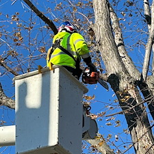 Removing-Two-Silver-Maple-Trees-Beside-Power-Lines-in-Chester-MD 17