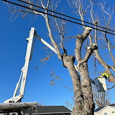 Removing-Two-Silver-Maple-Trees-Beside-Power-Lines-in-Chester-MD 12