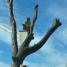 Removing-Two-Silver-Maple-Trees-Beside-Power-Lines-in-Chester-MD 8