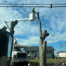 Removing-Two-Silver-Maple-Trees-Beside-Power-Lines-in-Chester-MD 5