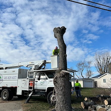 Removing-Two-Silver-Maple-Trees-Beside-Power-Lines-in-Chester-MD 3