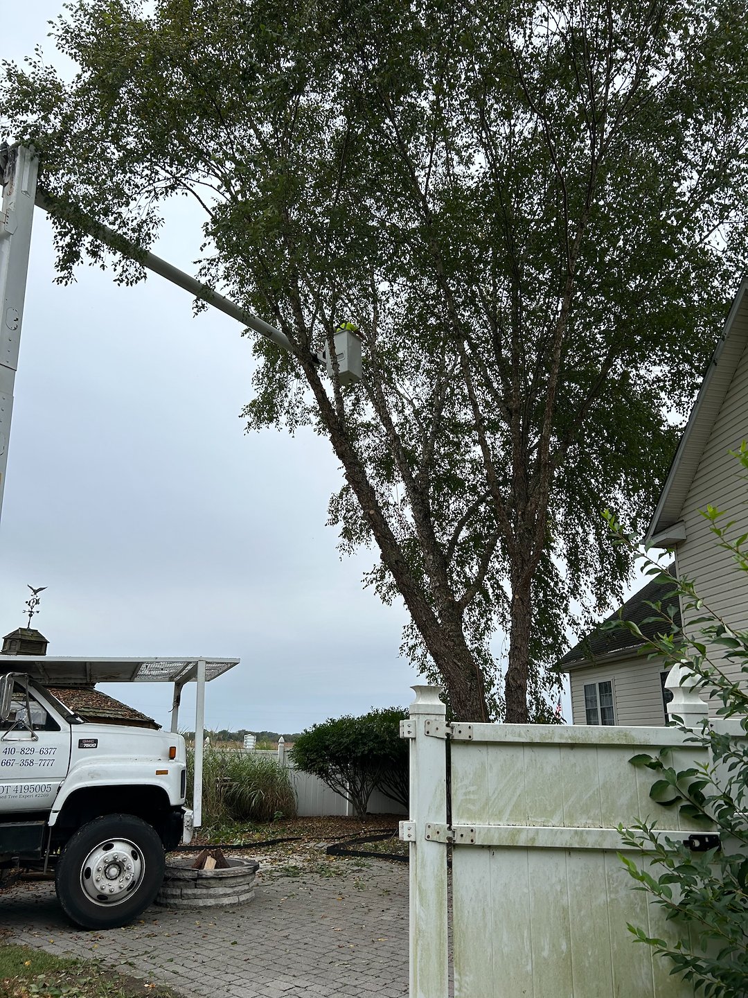 River Birch tree removals in Centreville, MD