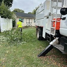 River-Birch-tree-removals-in-Centreville-MD 1