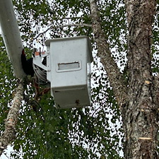 River-Birch-tree-removals-in-Centreville-MD 4