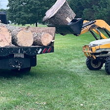 River-Birch-tree-removals-in-Centreville-MD 8