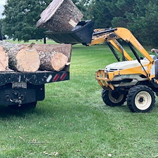 River-Birch-tree-removals-in-Centreville-MD 9