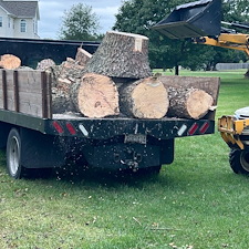 River-Birch-tree-removals-in-Centreville-MD 0