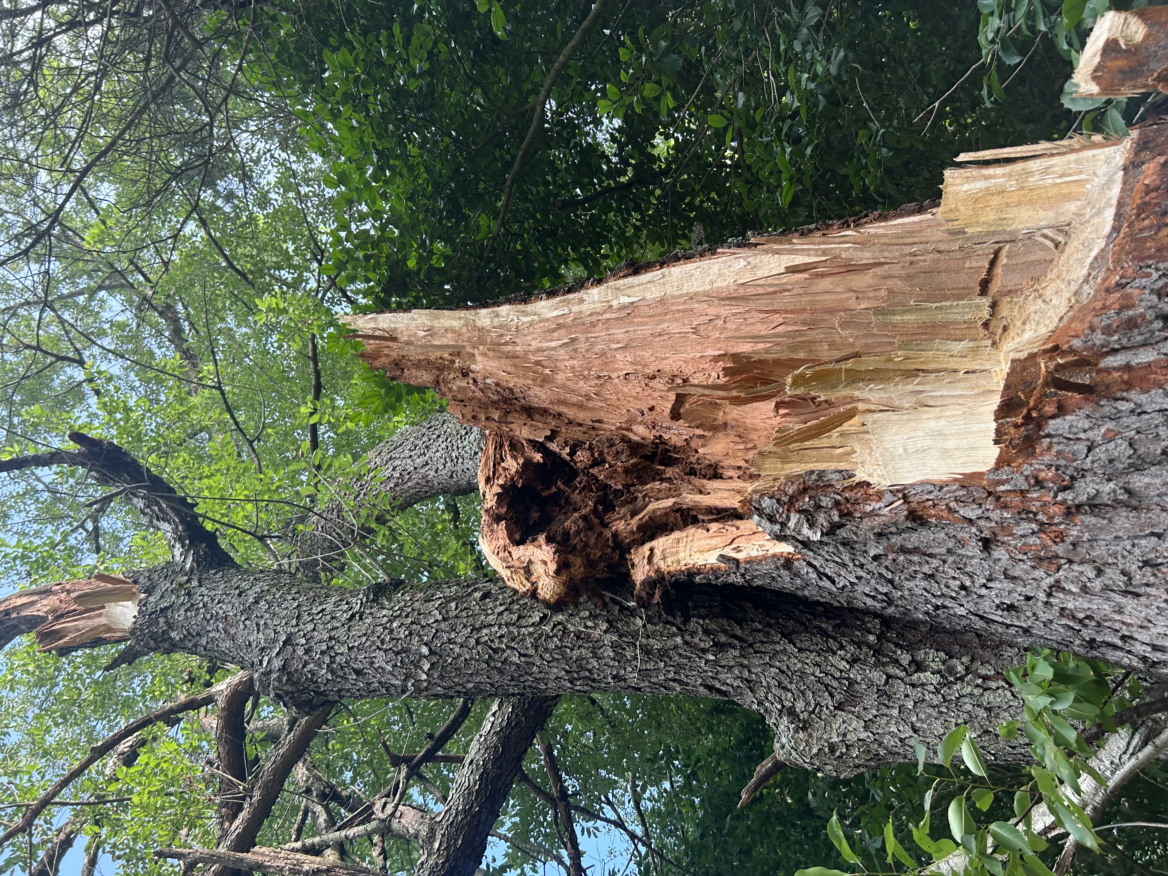 Storm Damaged Tree Removal in Queen Anne, MD