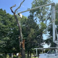 Storm-Damaged-Tree-Removal-in-Queen-Anne-MD 7