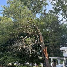 Storm-Damaged-Tree-Removal-in-Queen-Anne-MD 3