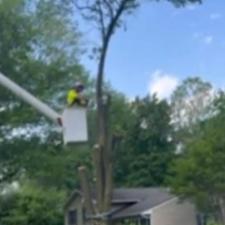 Storm-Damaged-Tree-Removal-Performed-in-Easton-Maryland 0