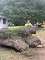 Tree Removal in Cordova, MD