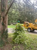 Tree-Removal-in-Cordova-MD 0