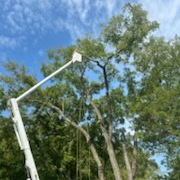 Tree-Removal-in-Cordova-MD 2