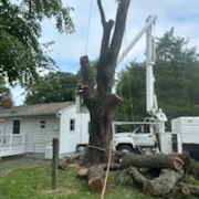 Tree-Removal-in-Cordova-MD 3