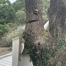 Tree-Removal-in-Cordova-MD 4