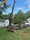 Tree-Removal-in-Cordova-MD 5