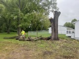 Tree-Removal-in-Cordova-MD 6