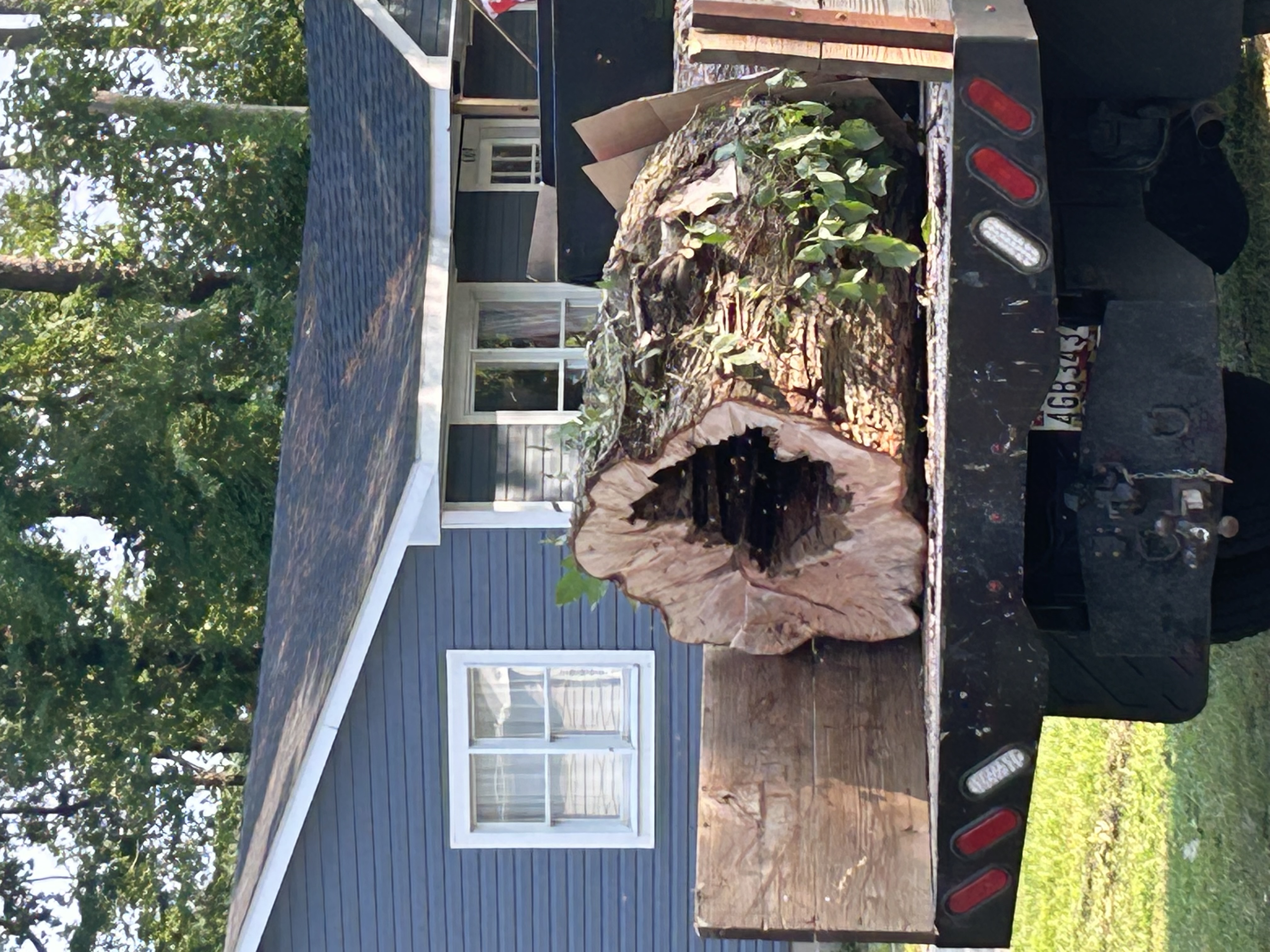 Tree Removal with Bee Hive in Stevensville, MD