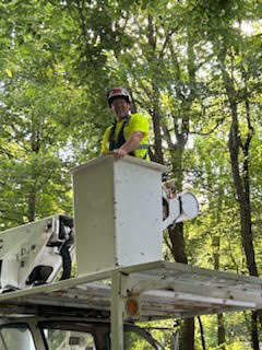 Tree Removals Partially Due to Hypoxylon Canker in Ridgely, MD